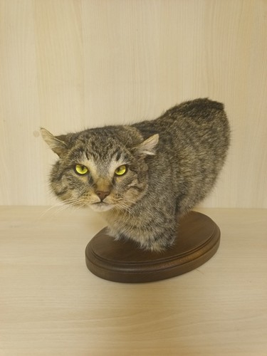 Head 2nd wild - head, taxidermy
