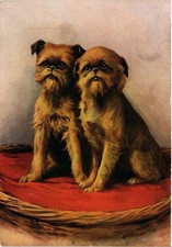 CPA The Griffon Bruxellois