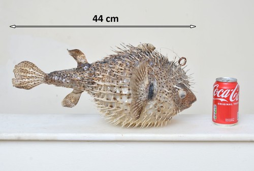 Porcupine fish pufferfish - pufferfish, blow