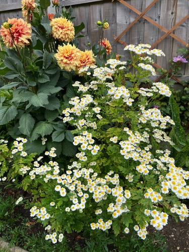 Feverfew tanacetum - 3, x