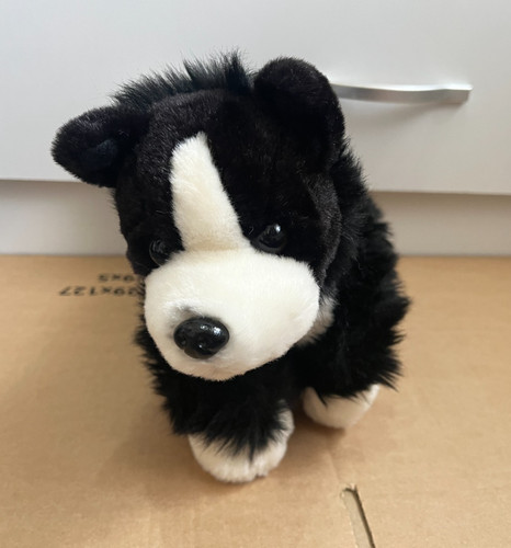 Black white border - black, collie