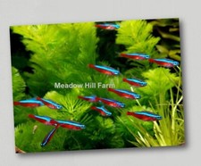 Fridge Magnet Tropical