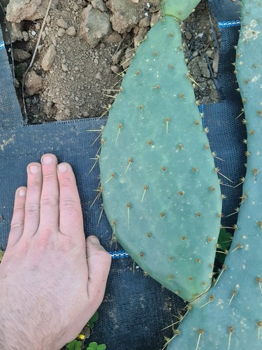 Large opuntia cows - large,