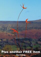 Metal Garden Birds +FREE ITEM  Tall 3 Swallows, Hand Made Decoration Rusty Stake