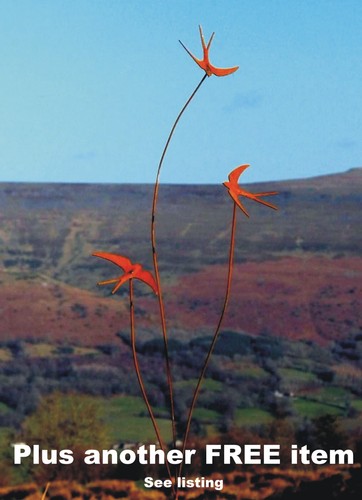 Metal garden birds - garden, +free