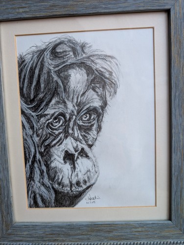 Graphite pencil sketch an - pencil,