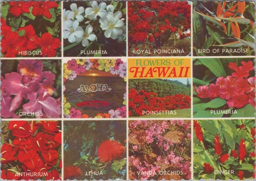 Hawaii flowers postcard - hawaii,