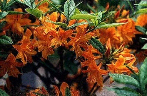 Rhododendron apricot surprise - apricot,