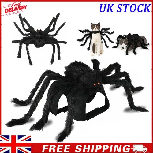 Halloween party spider - halloween,