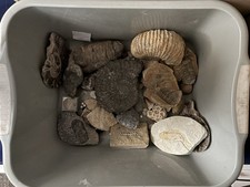 Large Fossil Collection