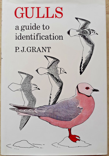 Gulls guide to - gulls,, a