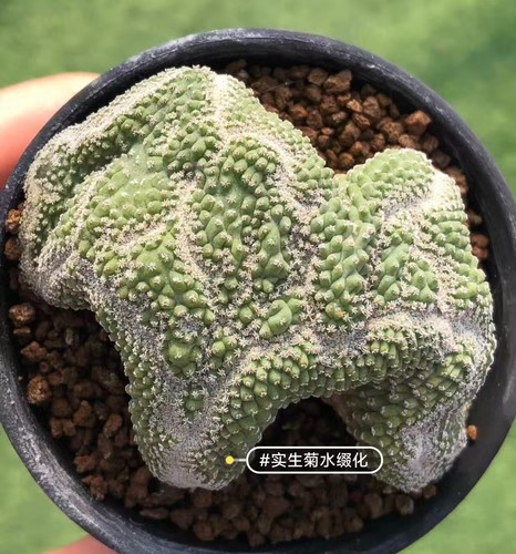 Strombocactus disciformis