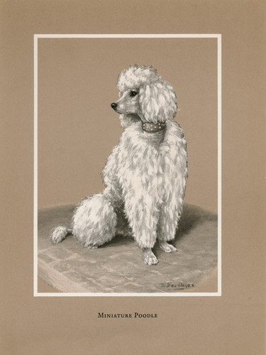 Poodle vintage 1968 - vintage,