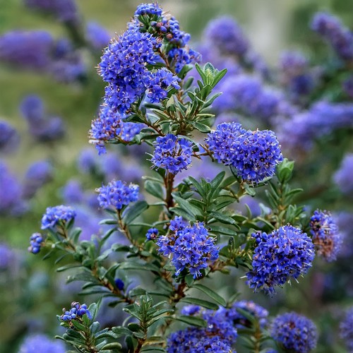 Ceanothus dark star rhs award - ceanothus,