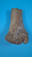 Aurochs humerus joint fossil - humerus,