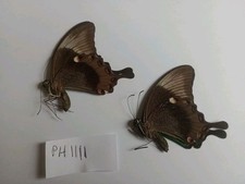 2 Papilio Palinurus A1  From