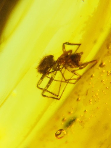 Burmese burmite cretaceous - burmese,