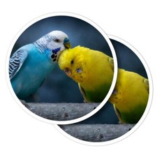 2x Vinyl Stickers Cute Budgie