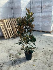 Magnolia grandiflora 15L