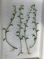 4 X Senecio Peregrinus string