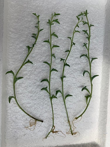 Senecio peregrinus string - x,