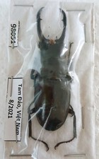 Dark brown stag species - stag,