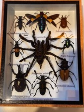 Entomology insect collection - entomology,