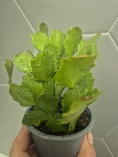 Christmas cactus 9cm - 9cm, pot