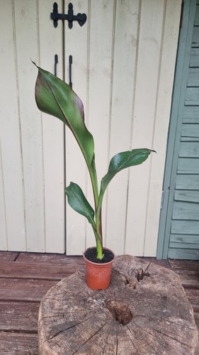 Fully rooted ensette - fully,
