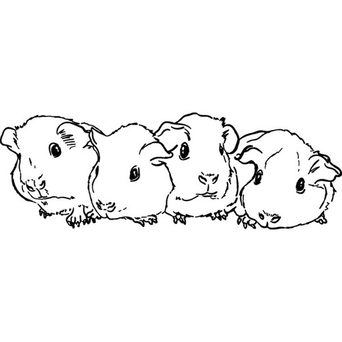 Baby guinea pigs - pigs', unmounted