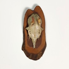 Vintage 1980s Mounted Roe Deer