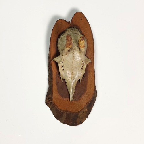 Vintage 1980s mounted roe deer - vintage,
