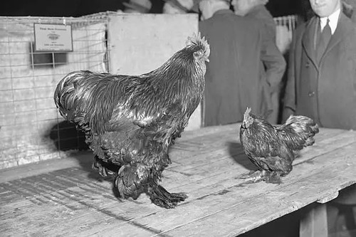 Cages poultry show 1933 - at,