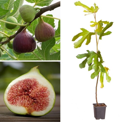 Large fig tree brown turkey - large,