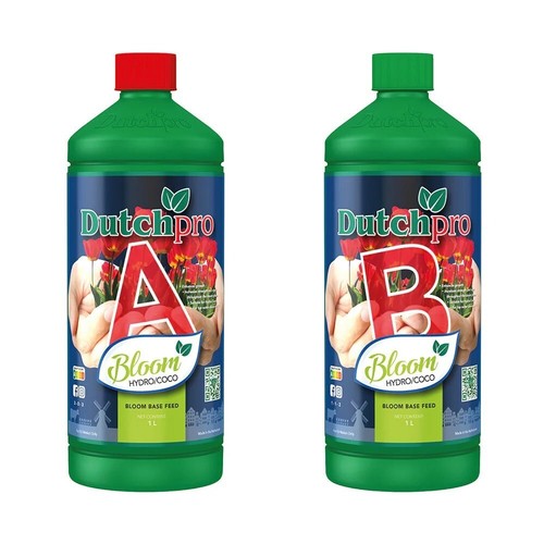 Dutch pro original bloom - -,