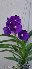 Rare Vanda Tristar Blue  orchid plant  FS , not in bloom