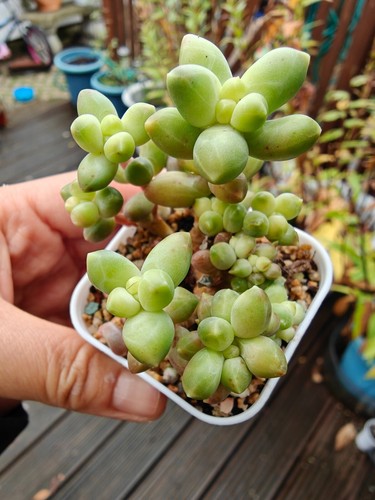 Pachyphytum compactum cristate - pachyphytum,