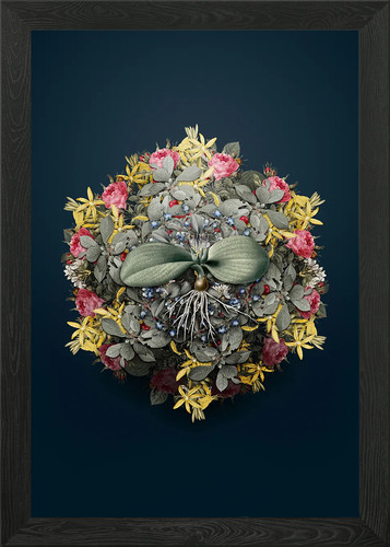Massonia pustulata wreath - massonia,
