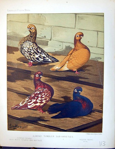 Old birds fulton wright c1880 - wright,