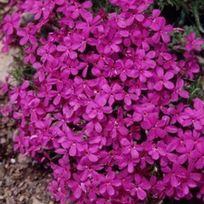 Phlox Plug Plants Garden