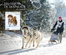 Sled Dogs Alaskan Malamute