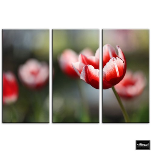 Tulip flowers floral box - ,