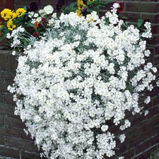 50 White Creeping Snow Summer Chickweed Seeds UK Soil Grass & Lawn Carpet Flower