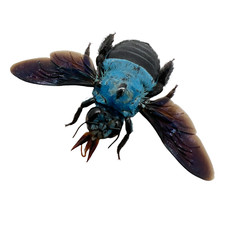 The blue carpenter - carpenter, bee
