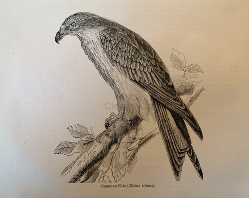 Vintage 19th century repro - century,