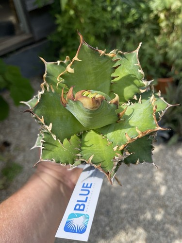 Agave titanota catwealze - agave, 'catwealze