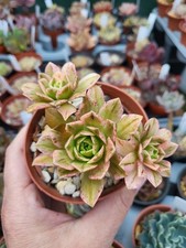 Aeonium Sweet Tea Variegated