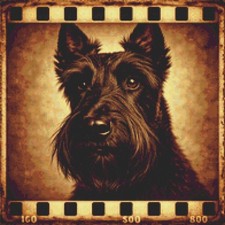 Scottish Terrier Puppy Dog