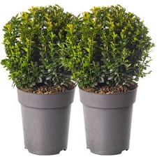 Buxus ball pack real - pack, of