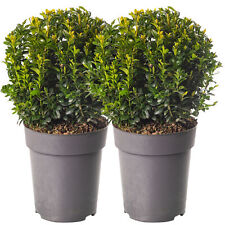 Buxus Ball Pack of 2 Real Boxwood Evergreen Topiary Garden Shrubs 20cm Diameter